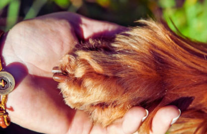 1300-490-tierkommunikation-pfote-hand-canva