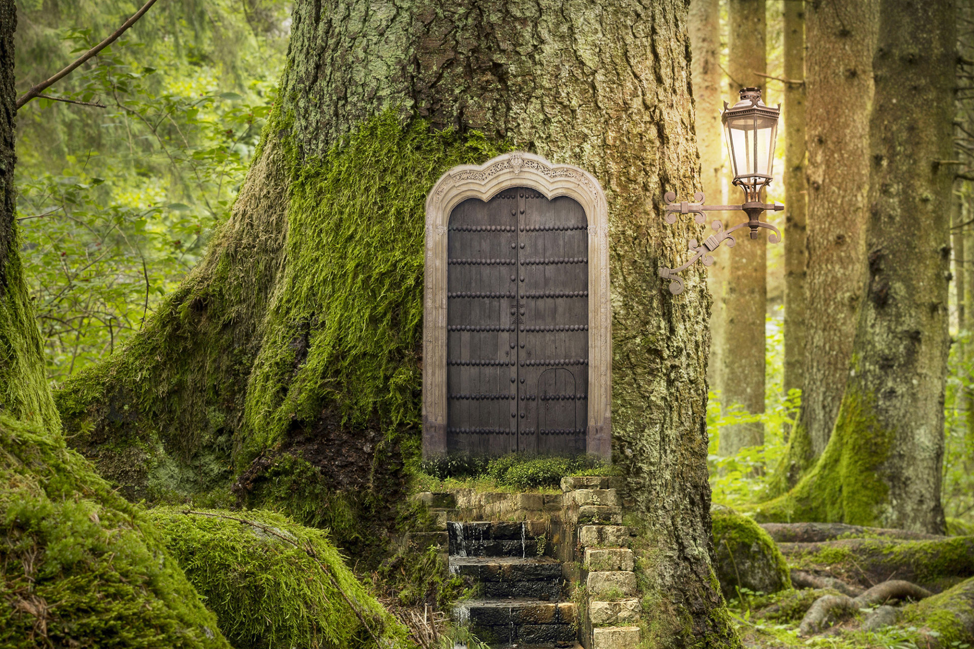 Baumtor Kim Fohlenstein