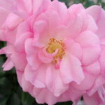 Erschaffe-dir-ein-Leben-der-Liebe-Jetzt-1